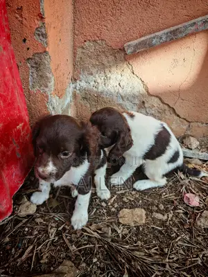 3-6 months Male Purebred English Springer Spaniel