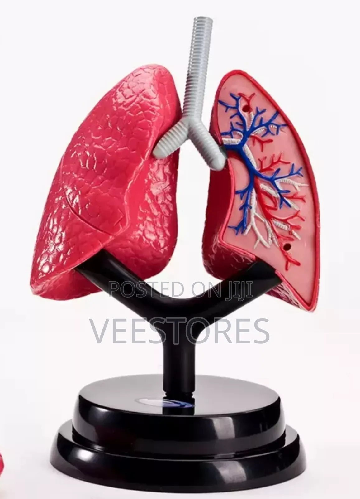 Human Lung Model