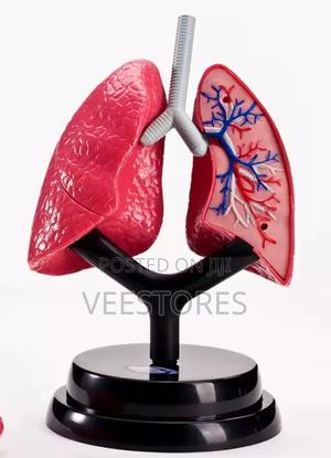 Human Lung Model - thumbnail 2