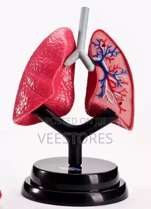 Human Lung Model