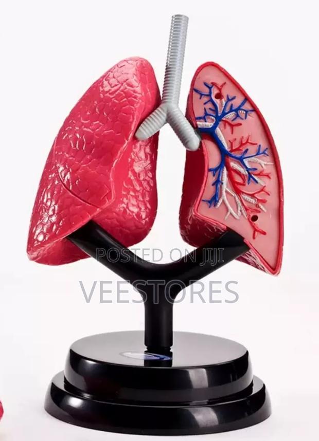 Human Lung Model - main view
