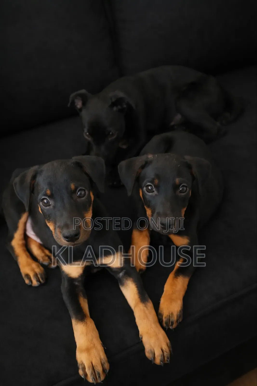 1-3 months Female Purebred Doberman Pinscher