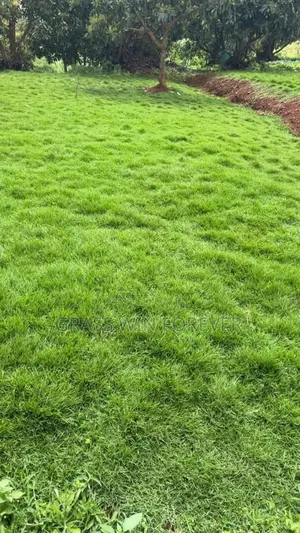 Arabic Grass Pemba Green Zibabwe Capet Grass Is Available