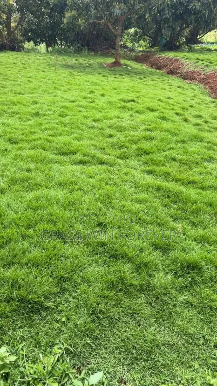 Arabic Grass Pemba Green Zibabwe Capet Grass Is Available