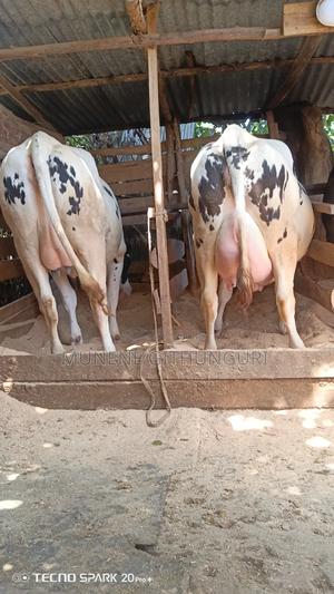 Heifers Almost to Calving - main view