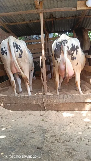 Heifers Almost to Calving
