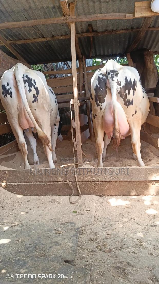 Heifers Almost to Calving