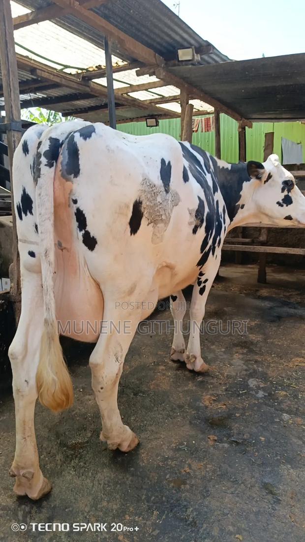 A Super Giant Second Calver Cow