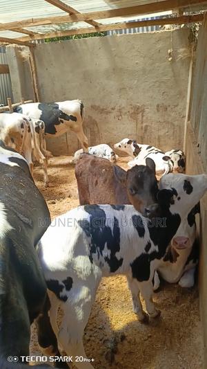 Super Perdigree Calves - main view