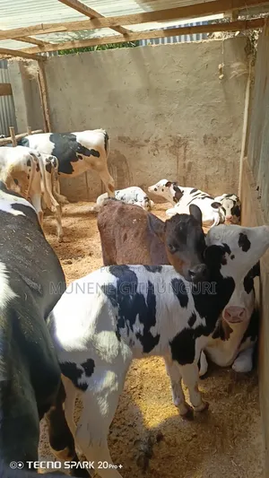 Super Perdigree Calves