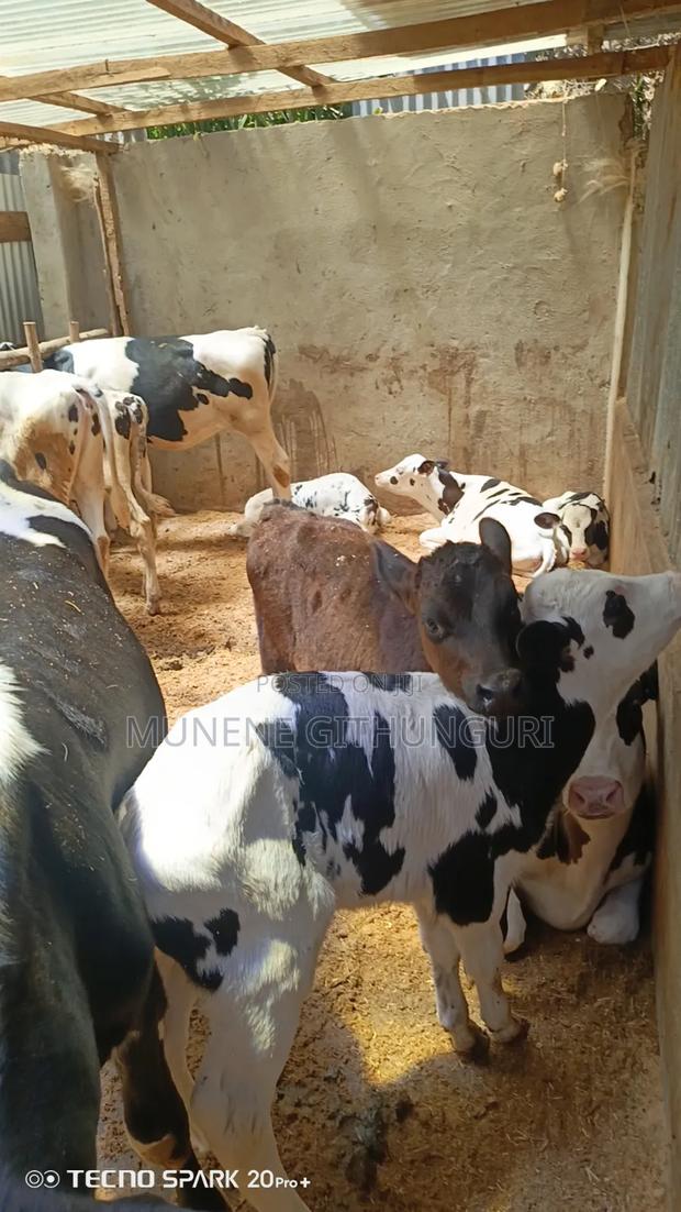 Super Perdigree Calves