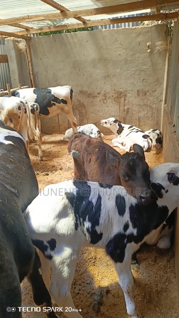 Super Perdigree Calves - thumbnail 2