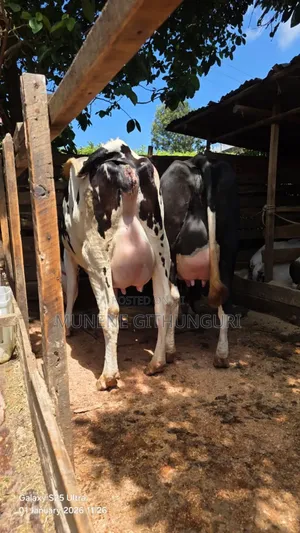 Super Milkers