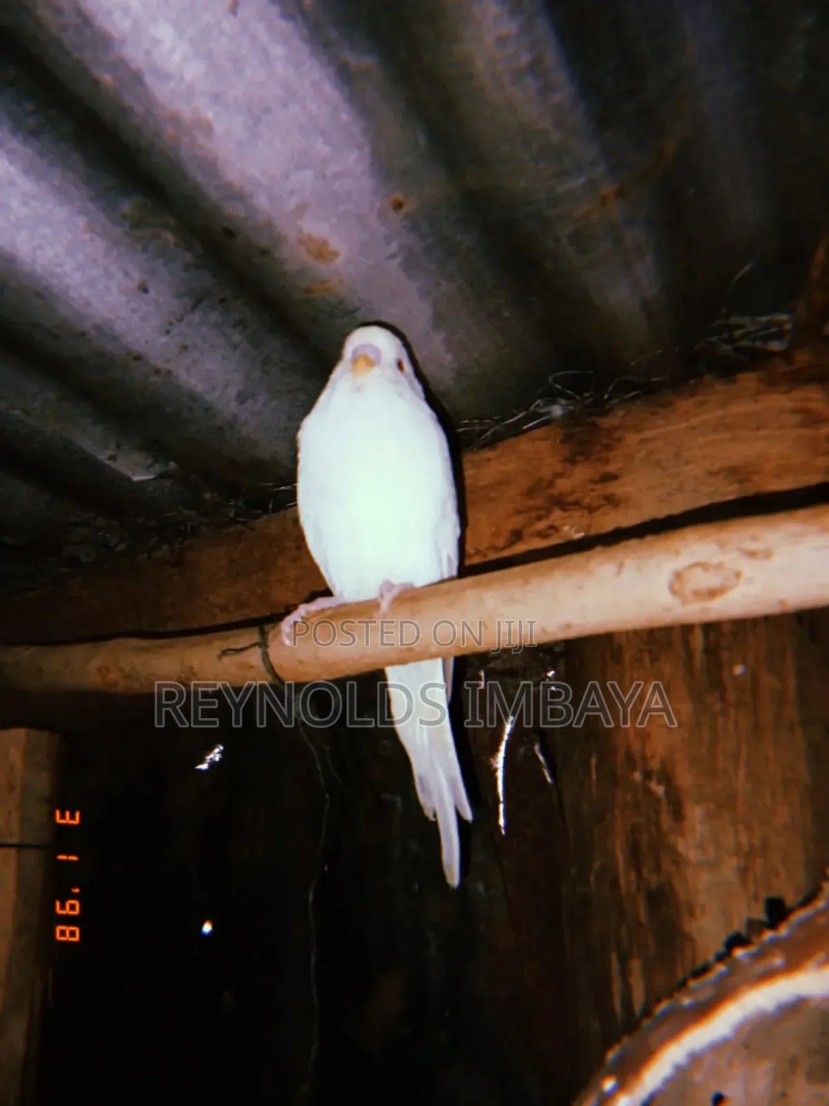 Young Budgies