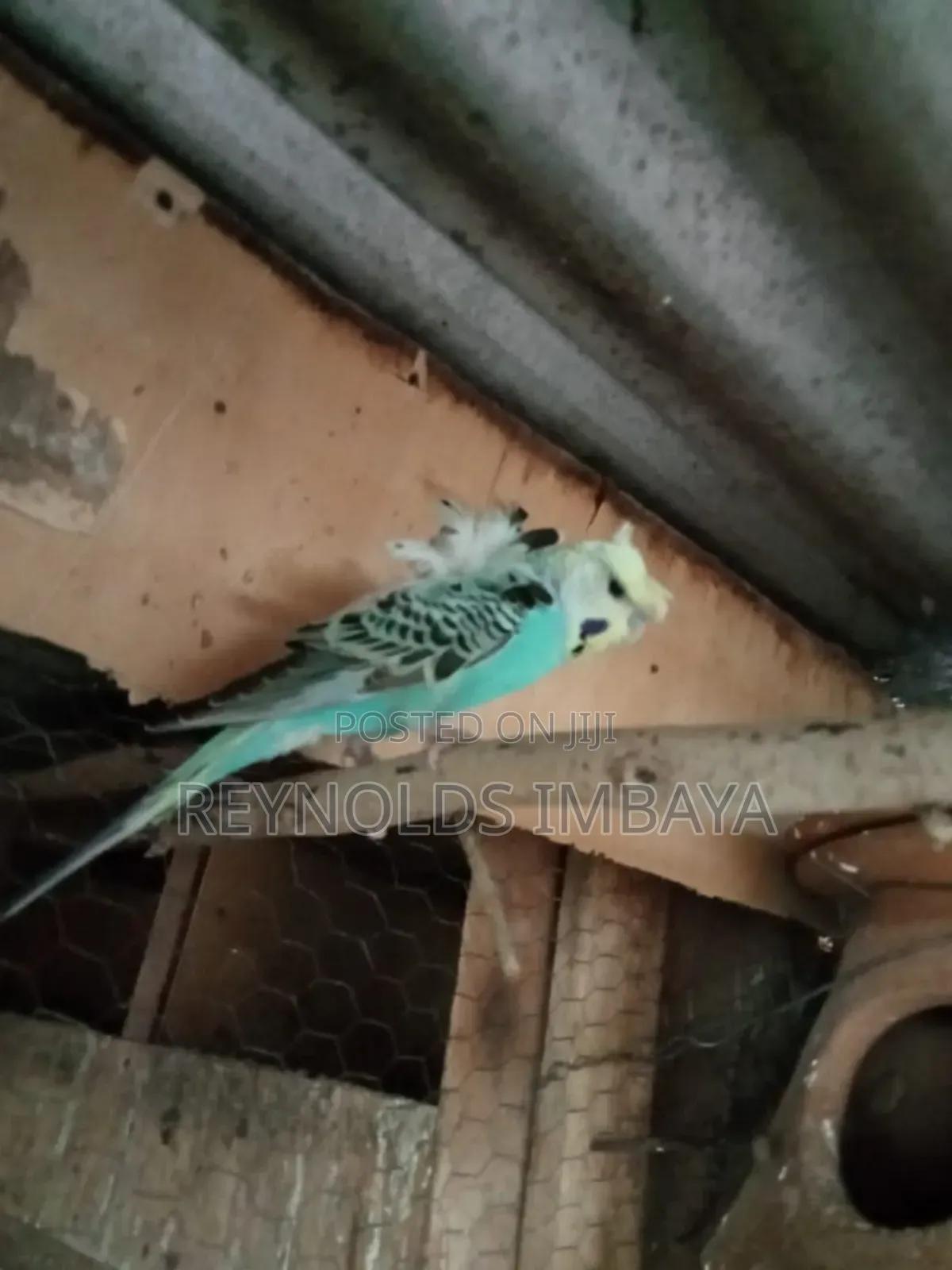 Young Budgies
