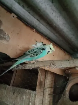 Young Budgies