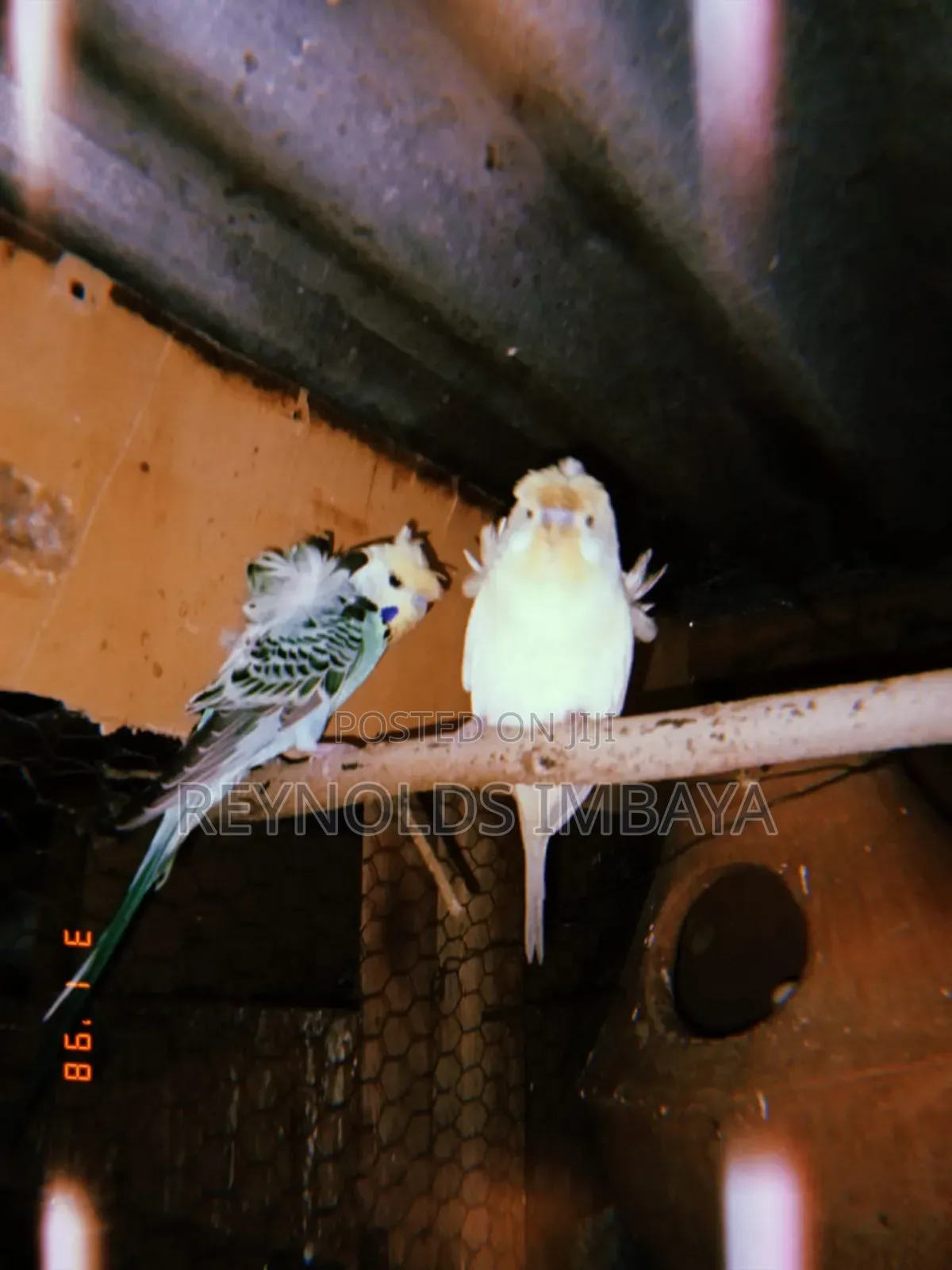 Young Budgies