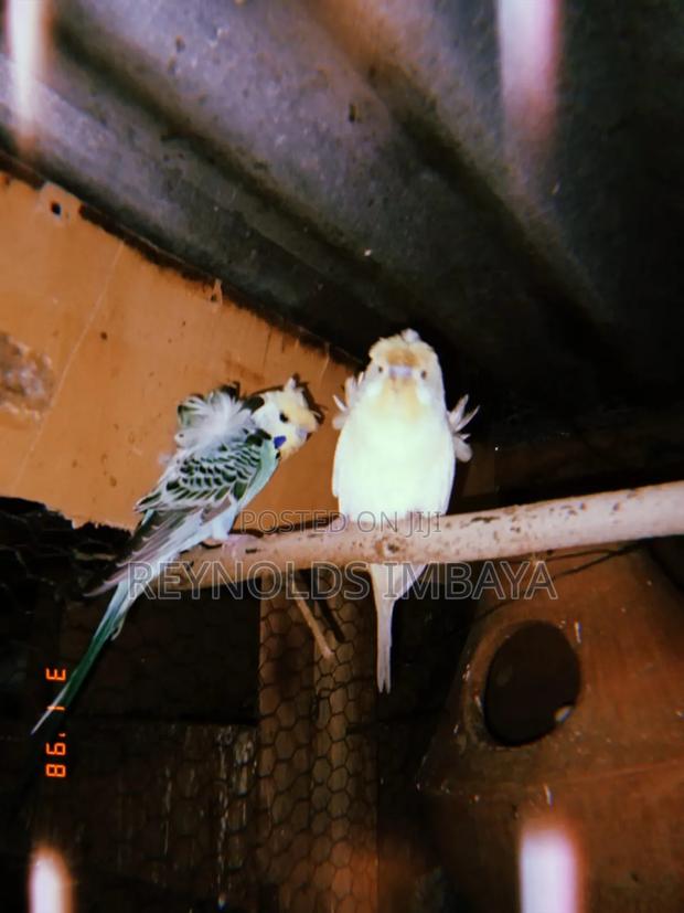 Young Budgies - thumbnail 5