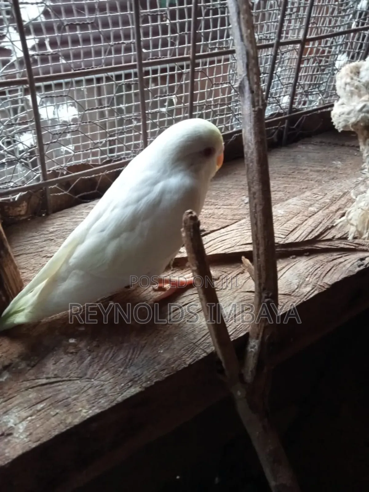 Young Budgies