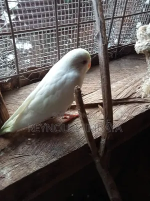 Young Budgies