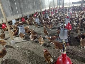 Three Months Old Kenchik Layers Available for Sale - main view