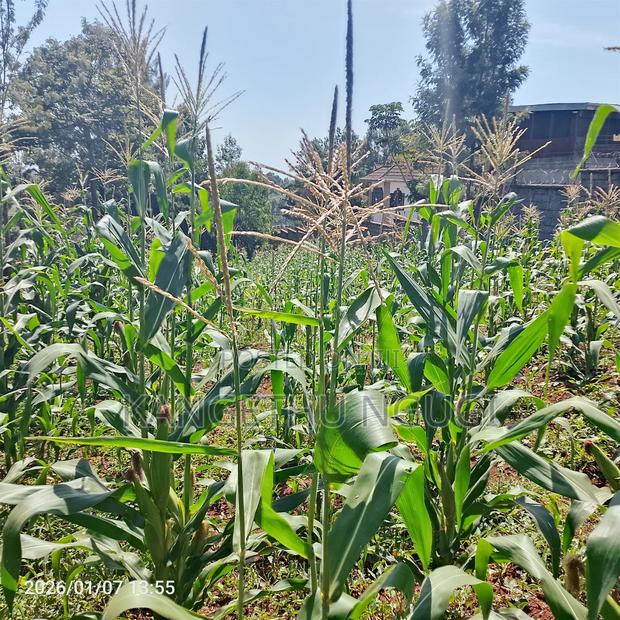 Half Acre At Riabai Kiambu