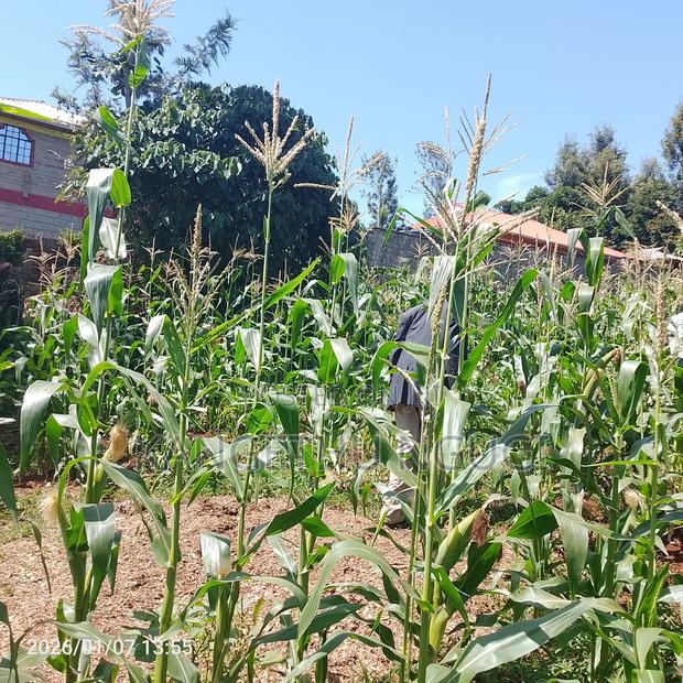Half Acre At Riabai Kiambu - thumbnail 2