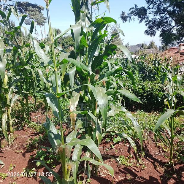 Half Acre At Riabai Kiambu - thumbnail 5