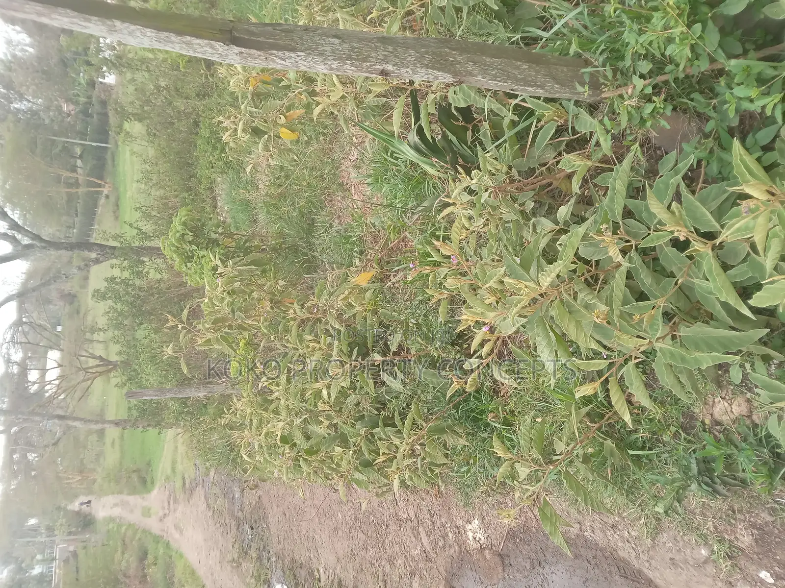 9 Acres for Sale _ Mahi Mahiu, Mirera.