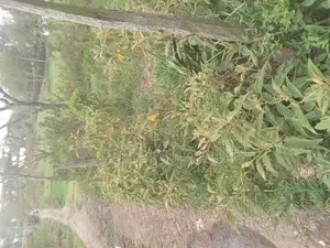 9 Acres for Sale _ Mahi Mahiu, Mirera.