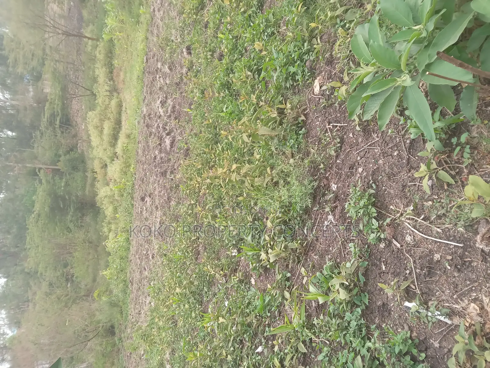 9 Acres for Sale _ Mahi Mahiu, Mirera.