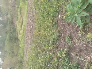 9 Acres for Sale _ Mahi Mahiu, Mirera.