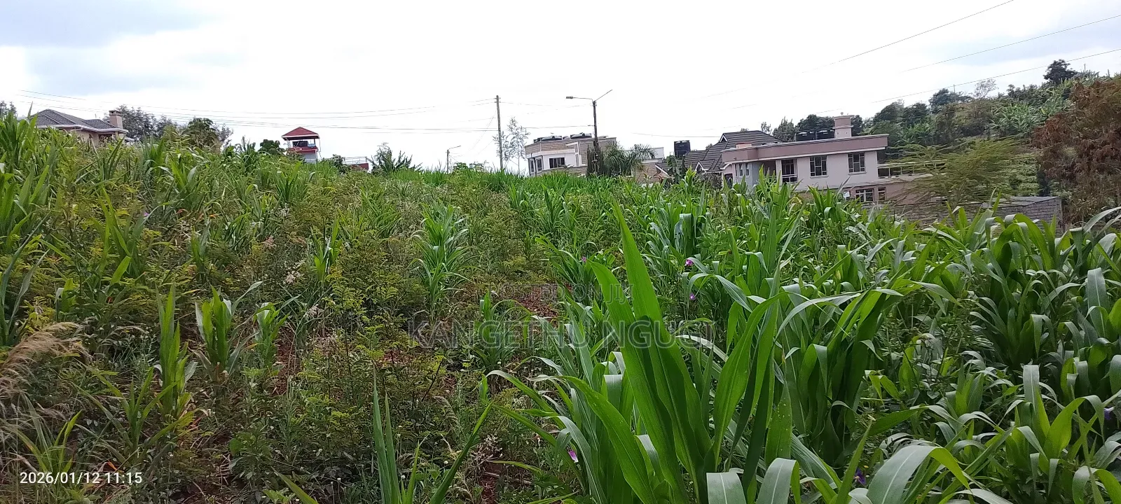 Half Acre Residential Plot Mugumo