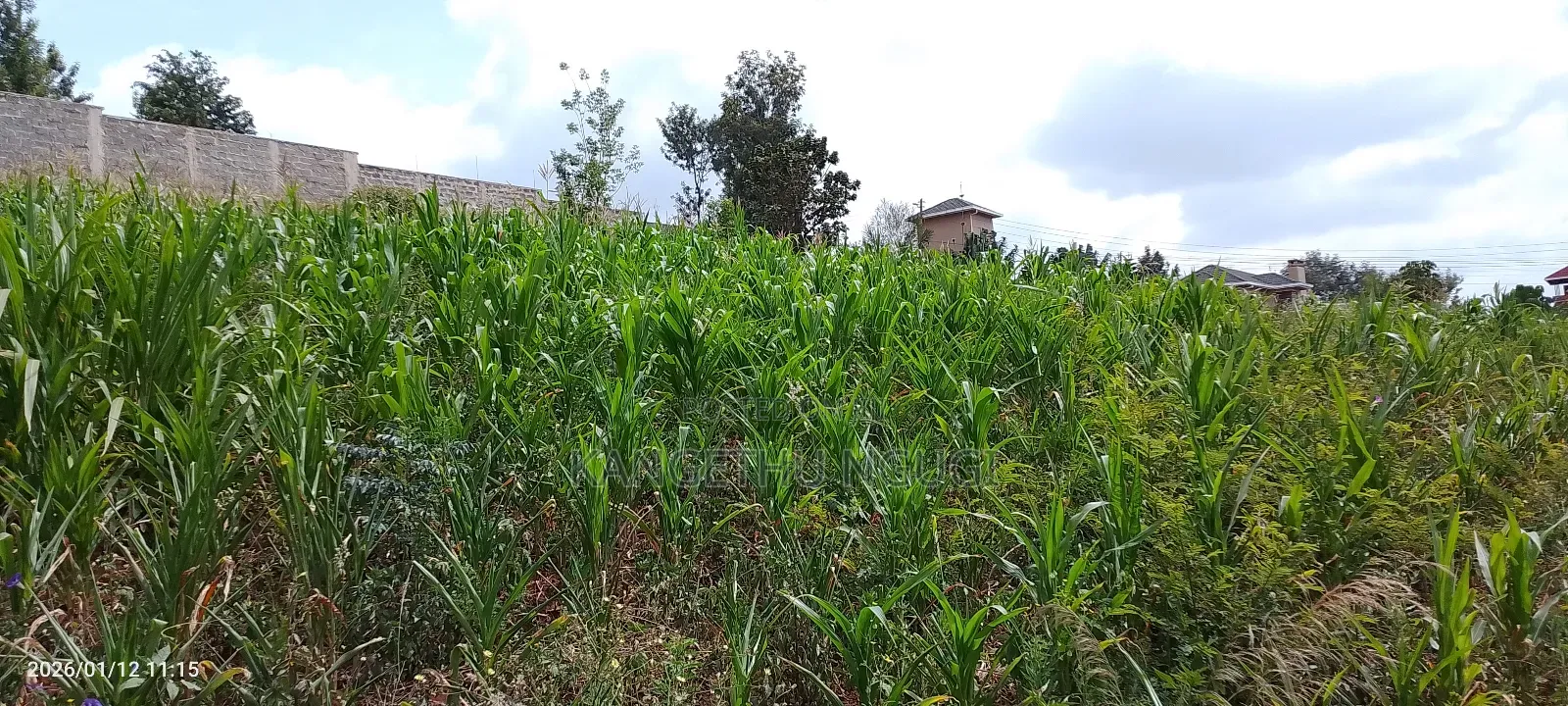 Half Acre Residential Plot Mugumo