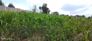 Half Acre Residential Plot Mugumo