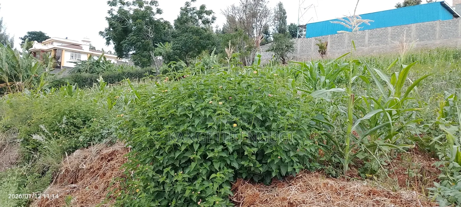 Half Acre Residential Plot Mugumo