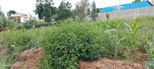 Half Acre Residential Plot Mugumo