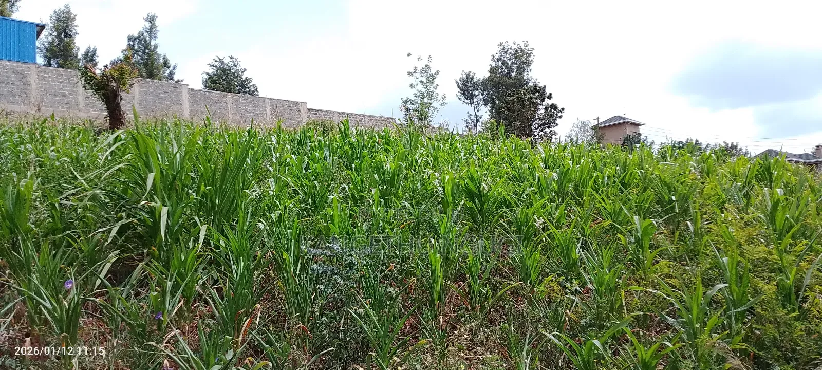 Half Acre Residential Plot Mugumo