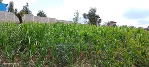 Half Acre Residential Plot Mugumo