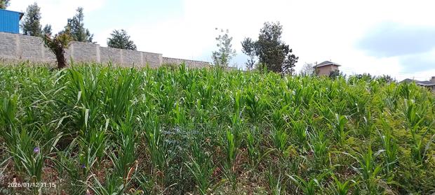 Half Acre Residential Plot Mugumo - thumbnail 4