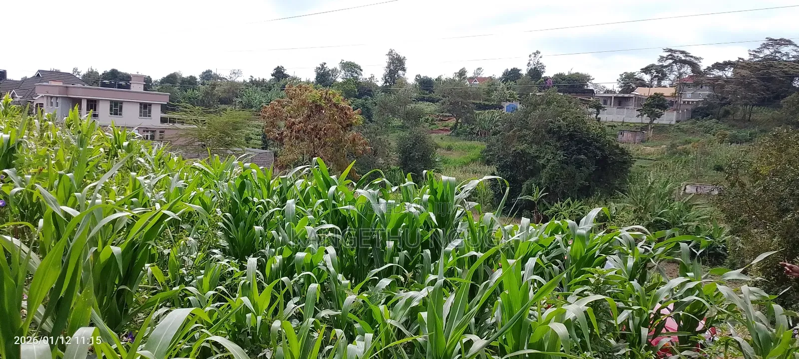 Half Acre Residential Plot Mugumo