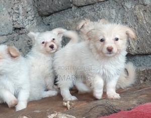 3-6 months Male Purebred German Shepherd - thumbnail 2