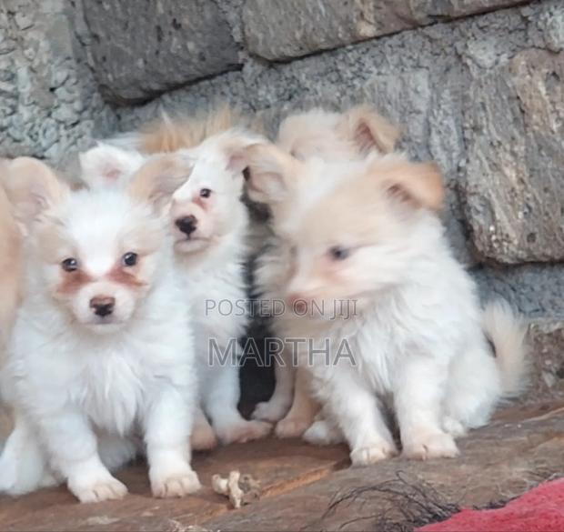 3-6 months Male Purebred German Shepherd - thumbnail 3