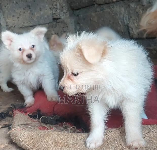 3-6 months Male Purebred German Shepherd - thumbnail 4