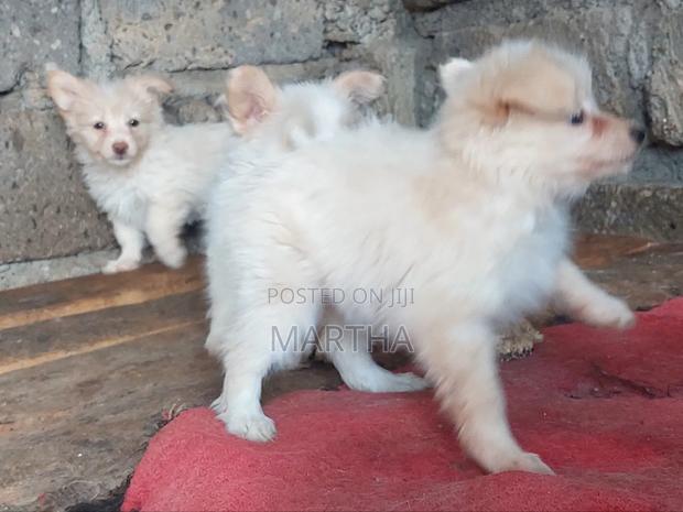 3-6 months Male Purebred German Shepherd - thumbnail 5