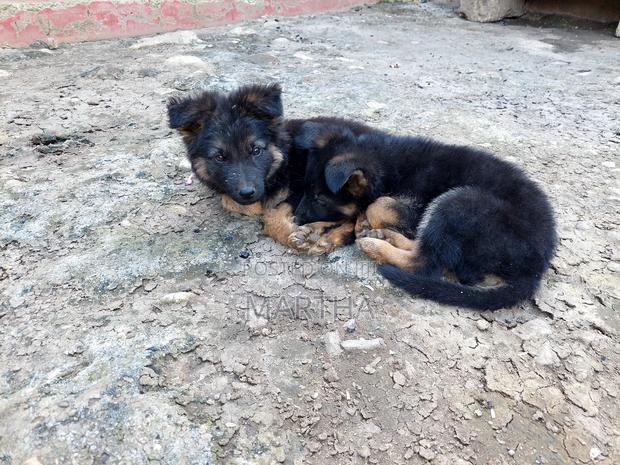 3-6 months Male Purebred German Shepherd - thumbnail 6
