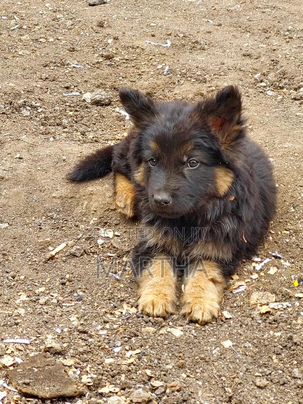 3-6 months Male Purebred German Shepherd - thumbnail 7