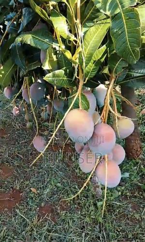 Fresh Kent Mangoes