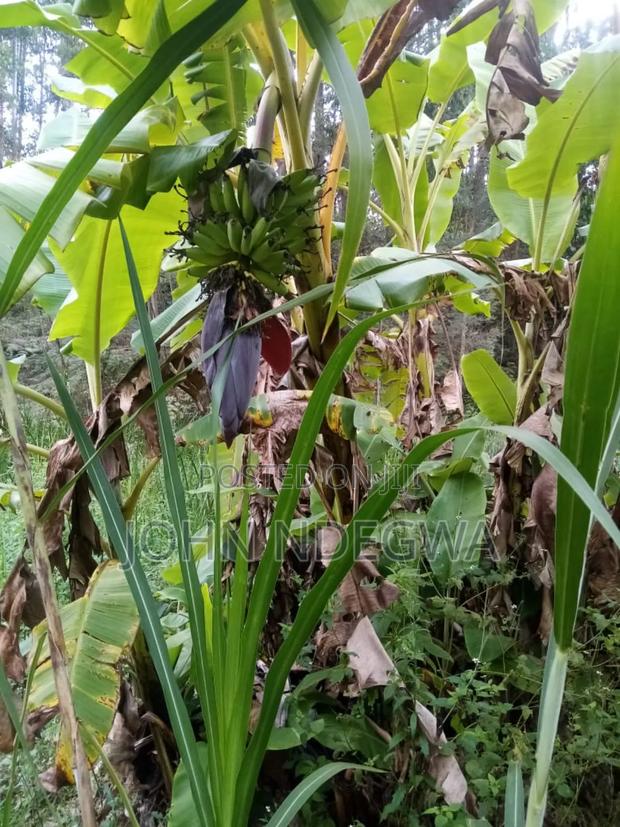 Karatina Nyeri Prime Land - thumbnail 4