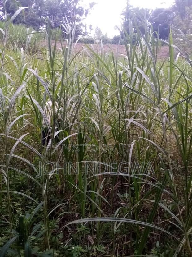 Karatina Nyeri Prime Land - thumbnail 6